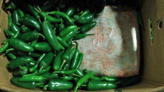 Pot Hidden in Shipment of Peppers