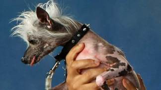 Dog Named Ugliest at Del Mar Competition