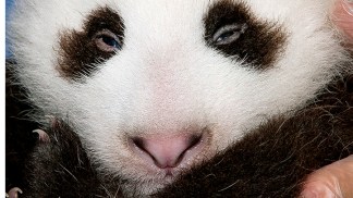 Zoo Panda Gets a Name