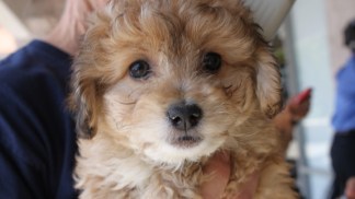Puppies Rescued From SD Pet Stores