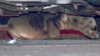 Cops Rescue Sea Lion Pup Under SUV