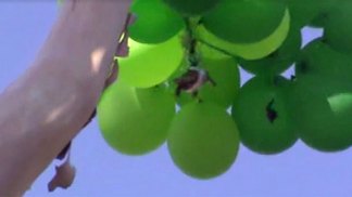 Airborne Turtle Trapped in Tree
