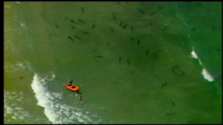 Hundreds of Leopard Sharks Swarm La Jolla