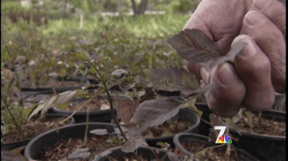 Winter Storm Freezes Plants