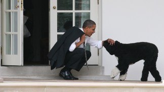 Bo Obama Marks Three Years in White House 