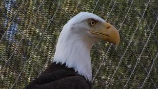 Visiting the Eagles on Catalina Island
