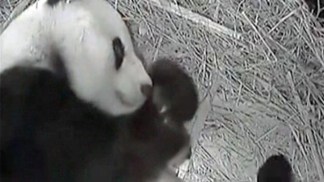 Panda Cub Debuts in Den