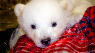 Meet Cute, Baby Polar Bear "Kali"