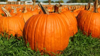 Things to Do in October in San Diego