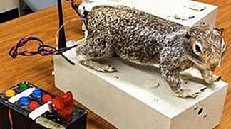 Senator Slams Robotic Squirrel