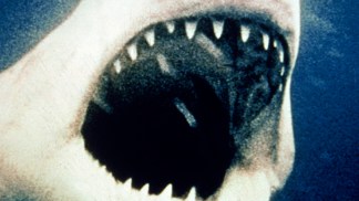 Giant Shark Caught Off SoCal Coast