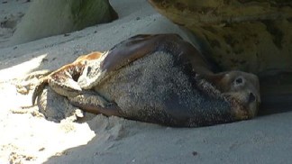 Sick Sea Lions Rescued in La Jolla