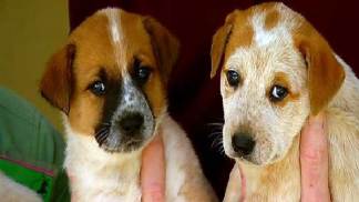 Drainpipe Puppies Up for Adoption