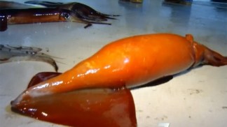 Reporter Goes Squid Fishing