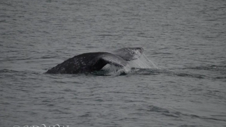 Whale Watching Season Peaks in San Diego