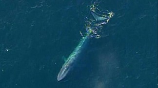 Whale Sightings