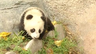 Baby Panda Explores New Home