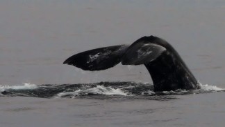 January Whale Sightings