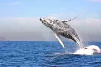 Images: Rare Whale Sightings 