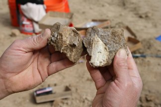 Images: Giant Sloth, Mammoth and Whale Uncovered