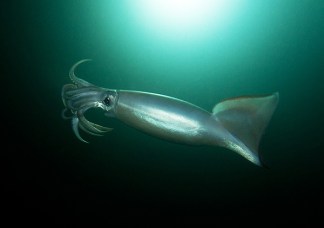 Squid Invasion