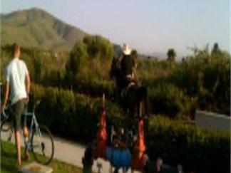 Home Video Horses Wild Run III