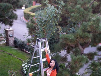 Growing for a World Record