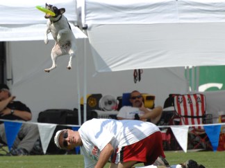 Little Dog Catches Big Air