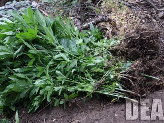 Growing Pot on Public Land
