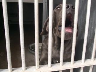 Mastiffs Suspected in Mauling