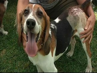 Beagles Get a Chance at New Life