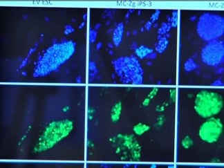 Cells-to-Mice Is Possible