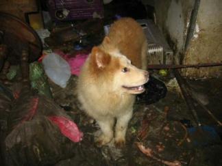 County Wrestles With 'Animal Hoarding' Issues