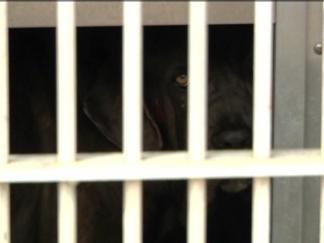 Dog Attack Victim's Scream Haunts Witness
