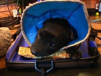 Earless Puppy Heals in Foster Care: Raw Video