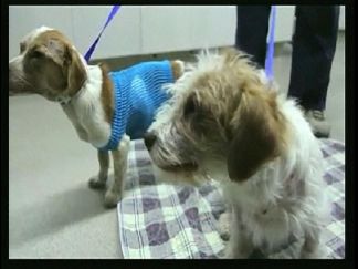 Fallbrook Fire May be Tied to Puppy Deaths: Cal FIRE
