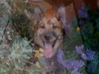 Miltary Family's Dog Lost Thousands of Miles From Home
