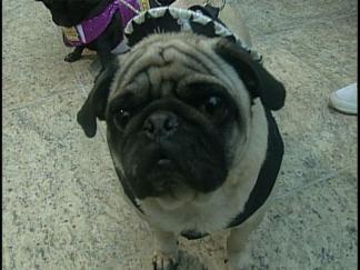Must be Puggy Love