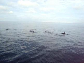 Orca Sightings off San Diego