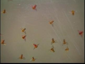 Pest Robs Food Bank of Time, Money
