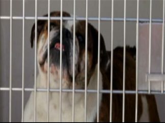 Pet Shop Owner Charged with Animal Cruelty