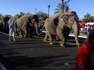 Raw Video: Circus Elephants Parade