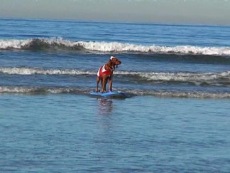 Raw Video: Santa Paws Hits the Beach