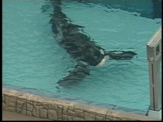 SeaWorld Orlando Fined $75K in Trainer's Death