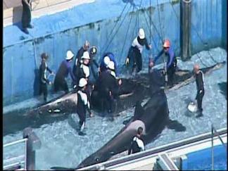 SeaWorld San Diego is in mourning.
