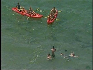 Sharks Swarm in La Jolla