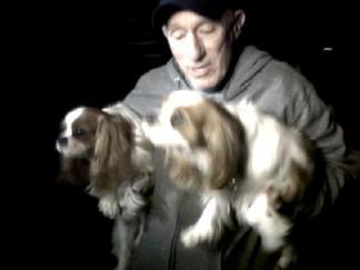 These Are the Dogs That Ate Man's Toes