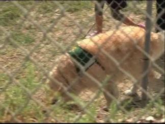 Trauma Dogs Help Kelly's Kids Return to Normal