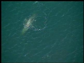 Whale Swims into the Bay