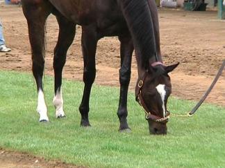 Zenyatta at Del Mar: Raw Video